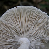 Amanita maryaliceae image