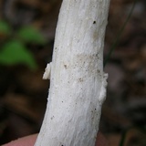 Amanita maryaliceae image