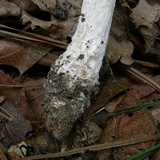 Amanita maryaliceae image