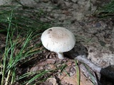 Amanita farinosa image