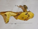 Suillus subaureus image