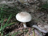 Amanita farinosa image