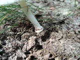 Amanita farinosa image