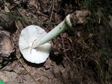 Amanita farinosa image