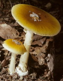 Amanita banningiana image