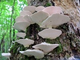 Trametes gibbosa image