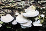Trametes gibbosa image