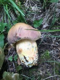 Lanmaoa pseudosensibilis image