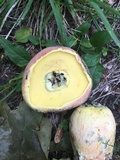 Lanmaoa pseudosensibilis image