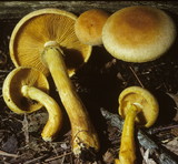 Gymnopilus luteus image