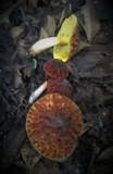 Image of Aureoboletus thibetanus