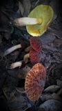 Aureoboletus thibetanus image