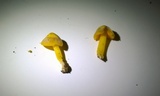 Humidicutis marginata var. marginata image