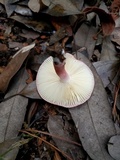 Russula bella image