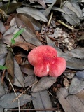 Russula bella image