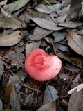 Russula bella image