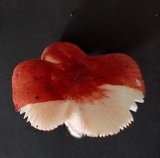 Russula bella image