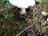 Amanita avellaneosquamosa image