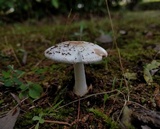 Amanita avellaneosquamosa image
