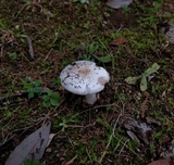 Amanita avellaneosquamosa image