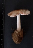 Amanita avellaneosquamosa image
