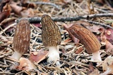Morchella sextelata image
