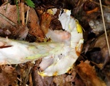 Amanita flavorubens image