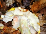 Amanita flavorubens image