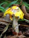 Amanita flavorubens image