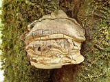 Phellinus igniarius image