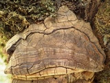 Phellinus igniarius image