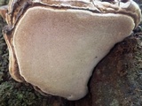 Phellinus igniarius image