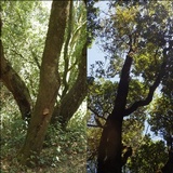 Phellinus igniarius image
