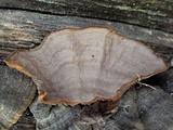 Hymenochaete rubiginosa image