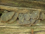 Hymenochaete rubiginosa image