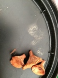 Lactarius fragilis image