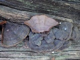 Hymenochaete rubiginosa image