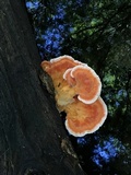 Laetiporus cincinnatus image