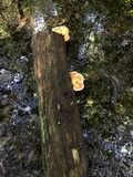 Laetiporus cincinnatus image