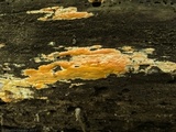 Ceriporia spissa image