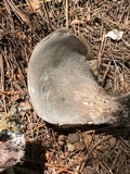 Sarcodon underwoodii image
