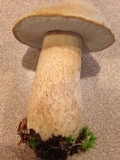 Boletus variipes image