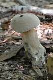 Caloboletus firmus image