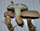 Caloboletus firmus image
