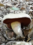 Caloboletus firmus image