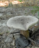 Tylopilus alboater image