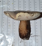 Tylopilus alboater image