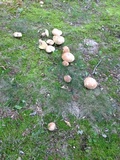 Boletus variipes image