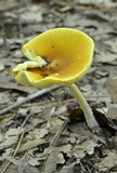 Amanita banningiana image