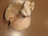 Russula parvovirescens image